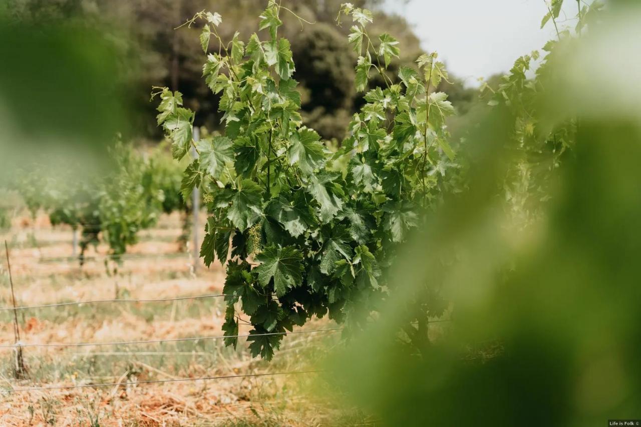 Вілла Domaine Des Bruguieres Entrecasteaux Екстер'єр фото